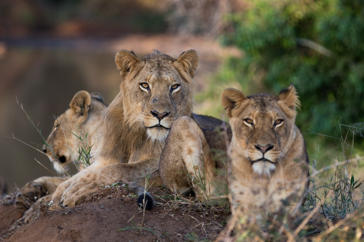 COUPLES AFRICAN SAFARI ADVENTURE